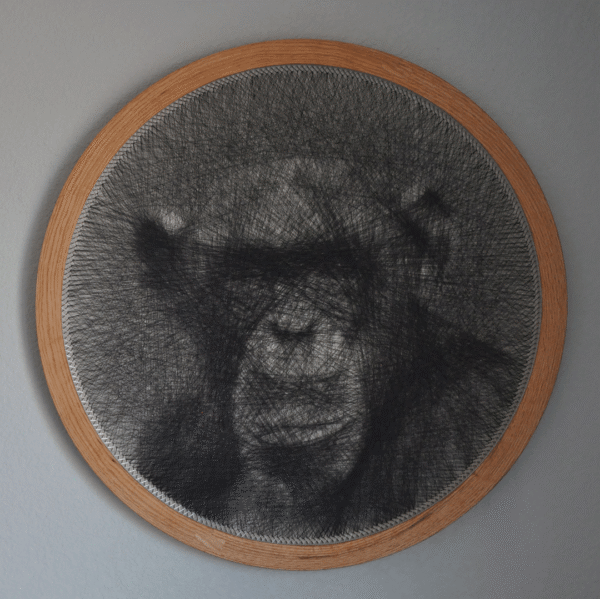 Chimpanzee