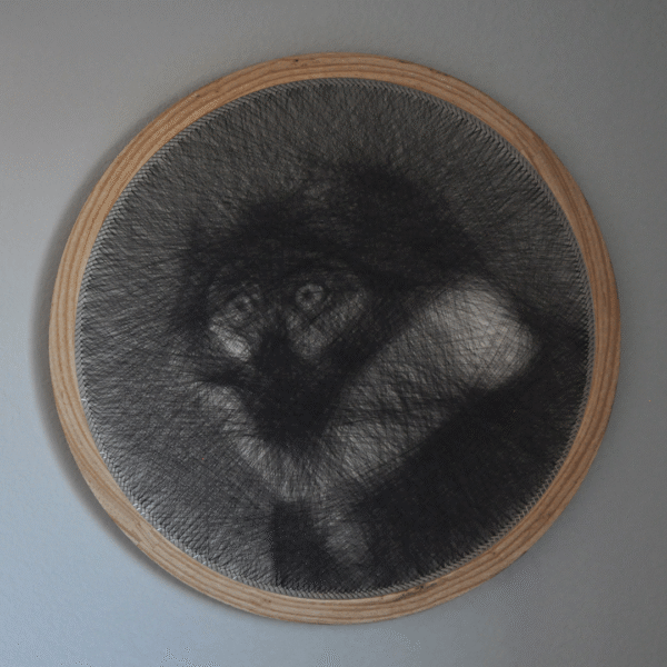 L'hoest's Monkey