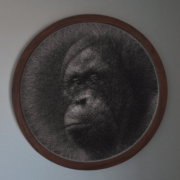 Orangutan