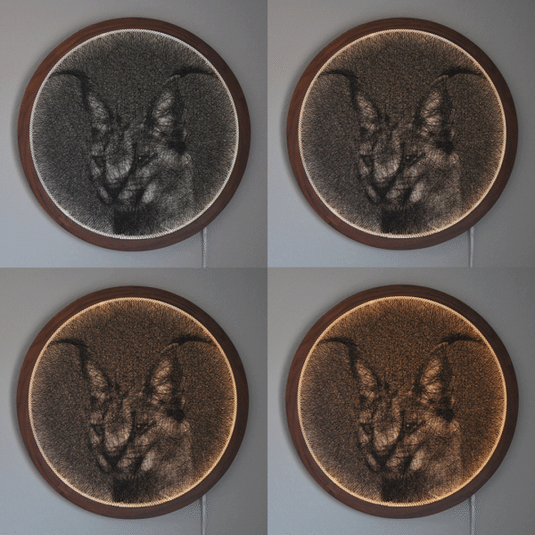 Caracal - Image 5