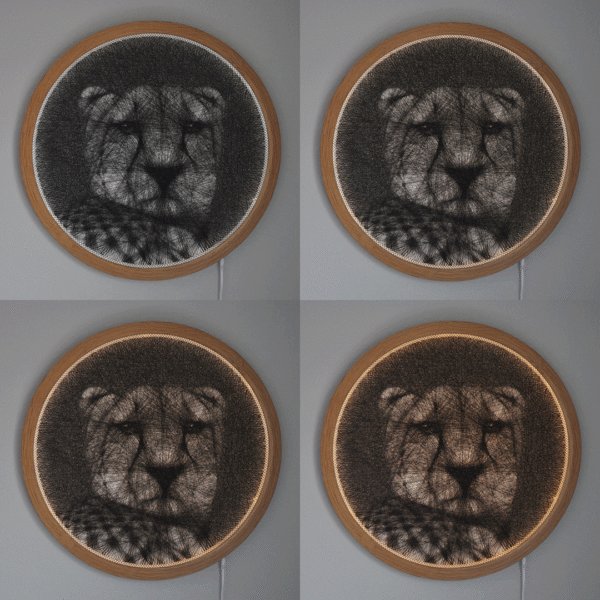 Cheetah - Image 5