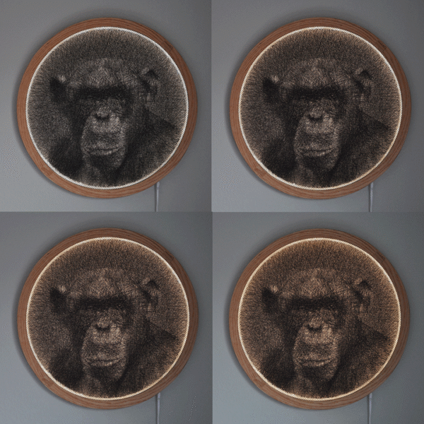 Chimpanzee - Image 5