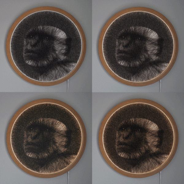 Langur - Image 4