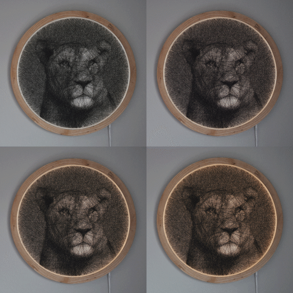 Lioness - Image 6